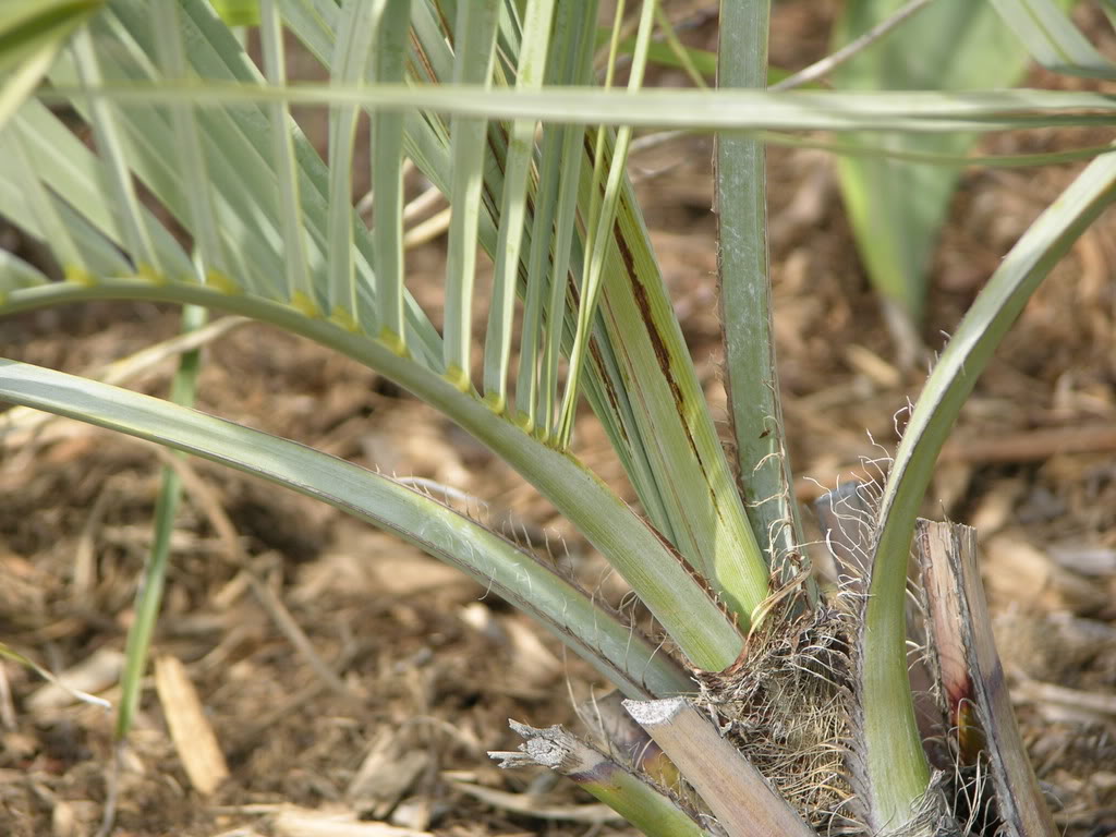 نخل یاتای ارغوانی